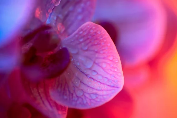 Delikat lyserød Orchid med dugdråber close-up på mørk baggrund - Stock-foto