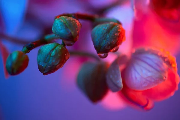 Delicada orquídea rosa com gotas de orvalho close-up no fundo escuro — Fotografia de Stock