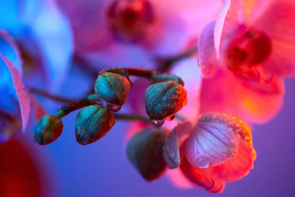 दव सह नाजूक गुलाबी ऑर्किड गडद पार्श्वभूमीवर जवळ-अप थेंब — स्टॉक फोटो, इमेज