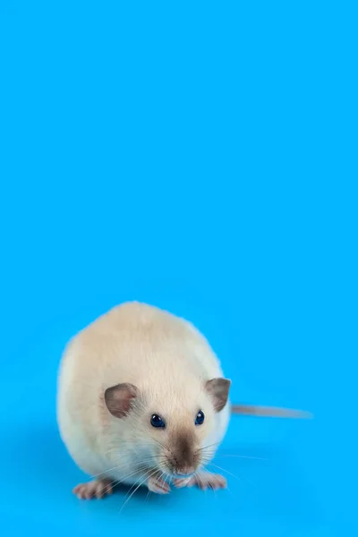 Portrait of a domestic rat on blue background — Stock Photo, Image