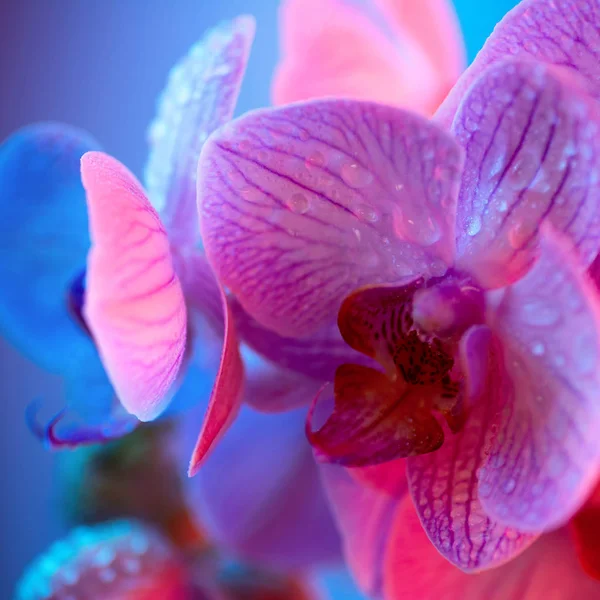 Délicate orchidée rose avec gouttes de rosée gros plan sur fond bleu clair — Photo