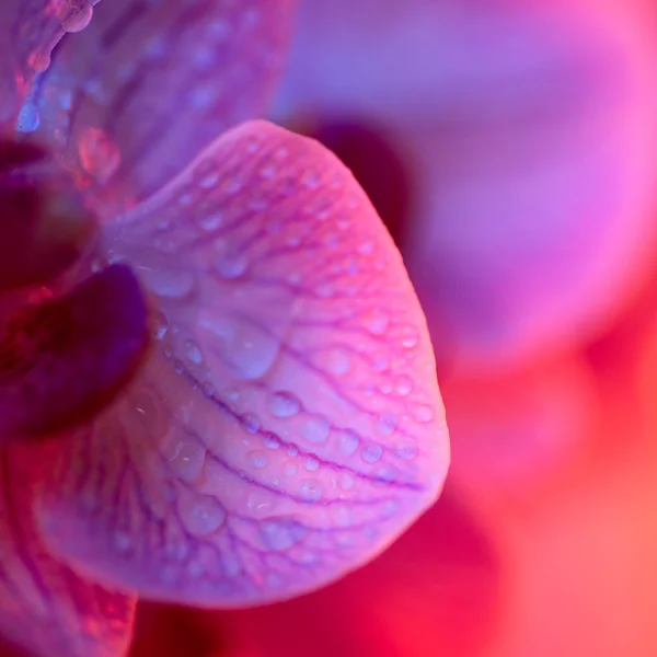 Delikat rosa orkidé med daggdroppar närbild på ljusblå bakgrund — Stockfoto