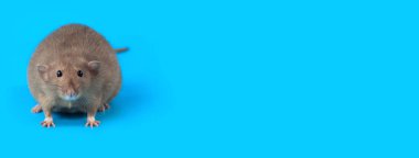 mavi arka plan üzerinde yerli bir sıçan portresi