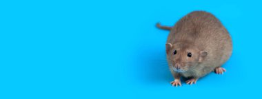 mavi arka plan üzerinde yerli bir sıçan portresi