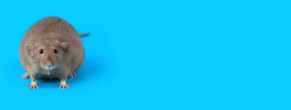 Portret domowego szczura na niebieskim tle — Zdjęcie stockowe
