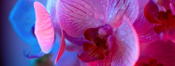 Delikat lyserød Orchid med dugdråber close-up på lyseblå baggrund - Stock-foto