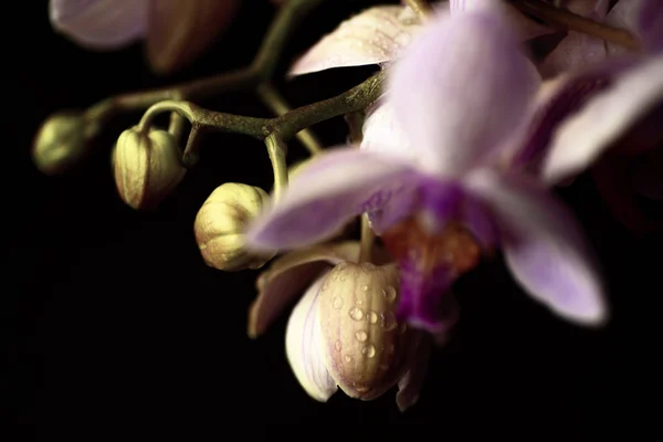 Zarte rosa Orchidee mit Tautropfen in Nahaufnahme auf dunklem Hintergrund — Stockfoto