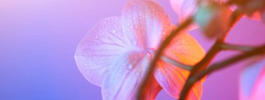 Açık mavi arka planda çiy damla yakın çekim ile narin pembe orkide