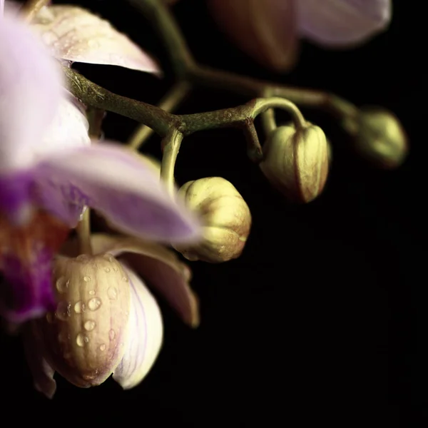 Delicada orquídea rosa con gotas de rocío de cerca sobre fondo oscuro — Foto de Stock