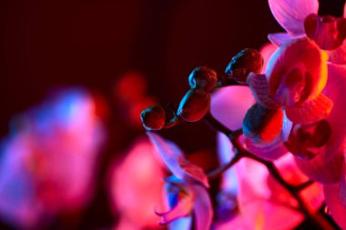 Açık mavi arka planda çiy damla yakın çekim ile narin pembe orkide