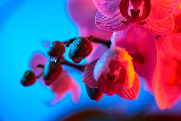 Delicada orquídea rosa con gotas de rocío de cerca sobre fondo azul claro — Foto de Stock