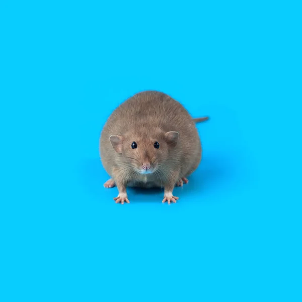 Portrait of a domestic rat on blue background — Stock Photo, Image