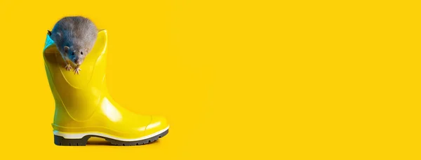 Dekorative rotte i lyse gule gummistøvle på den blå baggrund. Symboliserer det kommende år for rotten - Stock-foto