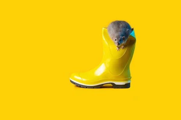 Dekorative rotte i lyse gule gummistøvle på den blå baggrund. Symboliserer det kommende år for rotten - Stock-foto