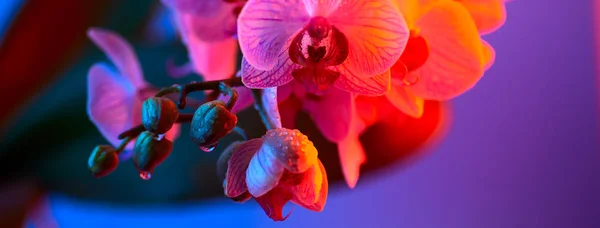 Delicada orquídea rosa com gotas de orvalho close-up no fundo azul claro — Fotografia de Stock