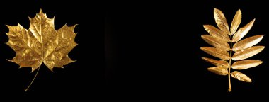 bir Rowan sonbahar Altın yaprağı ve siyah arka planda bir akçaağaç