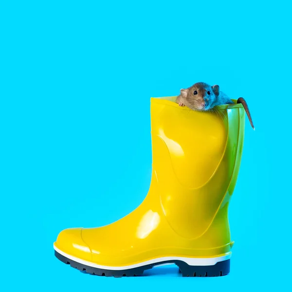 Dekorative rotte i lyse gule gummistøvle på blå baggrund. Symboliserer det kommende efterår og rottens år - Stock-foto