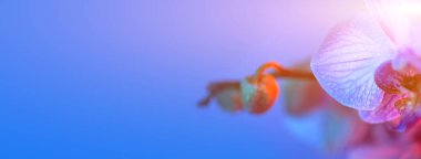 Açık mavi arka planda çiy damla yakın çekim ile narin pembe orkide