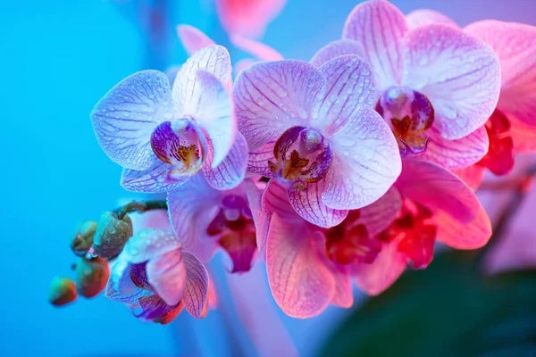 Jemná růžová Orchidea s rosnými kapkami na světle modrém pozadí — Stock fotografie