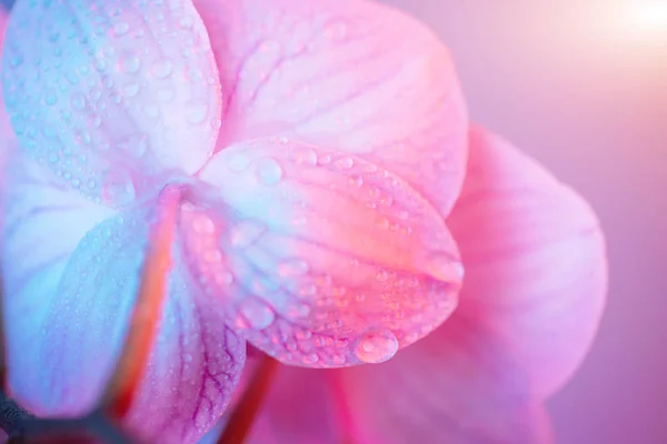 Delicate pink Orchid with dew drops close-up on light blue background — Stock Photo, Image