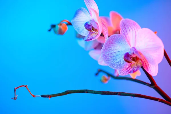 Delicada orquídea rosa con gotas de rocío de cerca sobre fondo azul claro — Foto de Stock