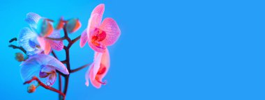 Açık mavi arka planda çiy damla yakın çekim ile narin pembe orkide