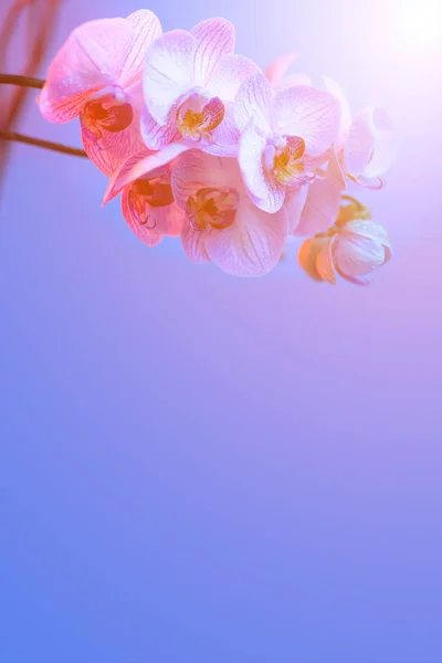 Delicada orquídea rosa con gotas de rocío de cerca sobre fondo azul claro —  Fotos de Stock