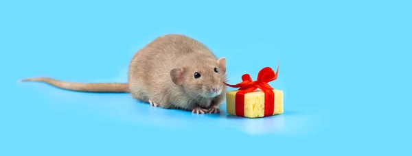 Niedliche dekorative Ratte mit Käsegeschenk und roter Schleife auf blauem Hintergrund — Stockfoto