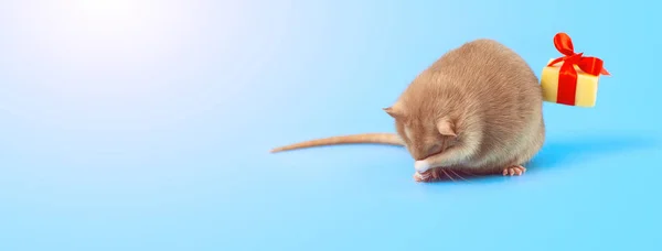 Söt dekorativa råtta med ost gåva och röd båge på en blå bakgrund — Stockfoto