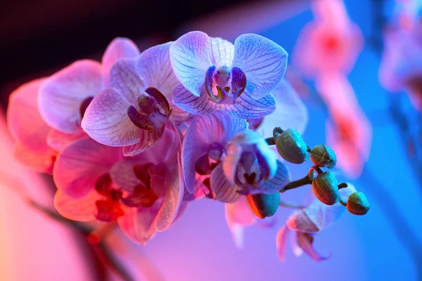 Нежная розовая орхидея с капли росы крупным планом на светло-голубом фоне — стоковое фото
