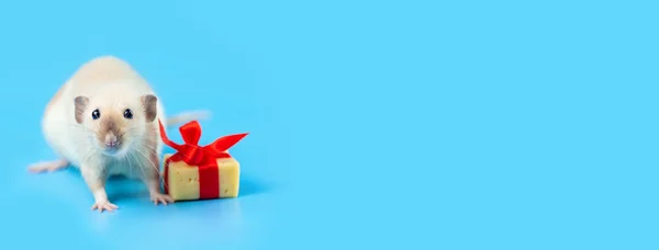 Χαριτωμένο διακοσμητικό ποντίκι με τυρί δώρο και κόκκινο τόξο σε μπλε φόντο — Φωτογραφία Αρχείου