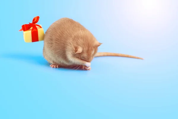 Cute decorative rat with cheese gift and red bow on a blue background — Stock Photo, Image