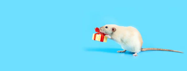 Niedliche dekorative Ratte mit Käsegeschenk und roter Schleife auf blauem Hintergrund — Stockfoto