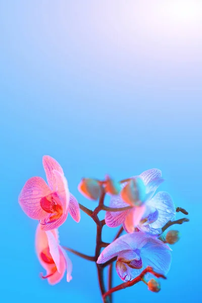 Delikat lyserød Orchid med dugdråber close-up på lyseblå baggrund - Stock-foto