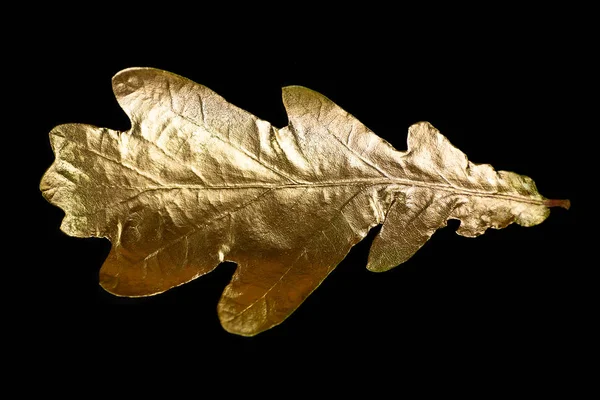 Efterår guld blad eg træ på en sort baggrund - Stock-foto
