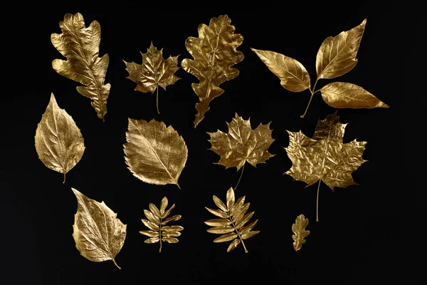 Composición otoñal de diferentes hojas doradas sobre un fondo negro —  Fotos de Stock