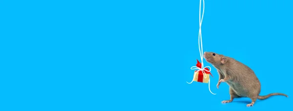 Carino ratto decorativo con regalo di formaggio e fiocco rosso su sfondo blu — Foto Stock