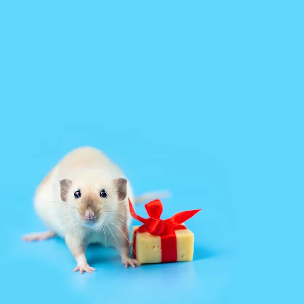 Cute decorative rat with cheese gift and red bow on a blue background — Stock Photo, Image