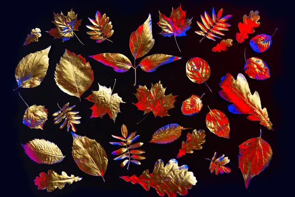 Sammensætning af forskellige gyldne efterårsblade i neonlys på sort baggrund - Stock-foto