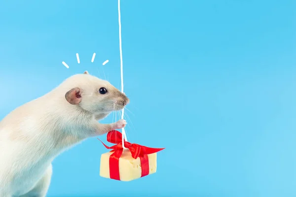 Cute decorative rat with cheese gift and red bow on a blue background — Stock Photo, Image