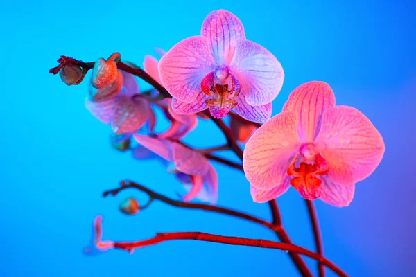 Delicada orquídea rosa con gotas de rocío de cerca sobre fondo azul claro — Foto de Stock