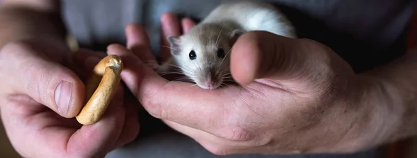 Maison rat dans les mains du propriétaire a un bagel — Photo