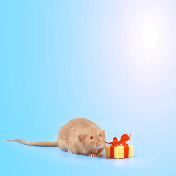 Rata decorativa linda con regalo de queso y lazo rojo sobre un fondo azul —  Fotos de Stock