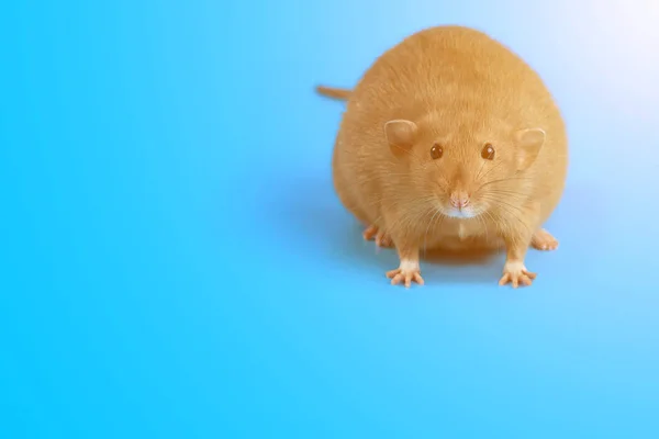 Retrato de una rata doméstica sobre fondo azul —  Fotos de Stock