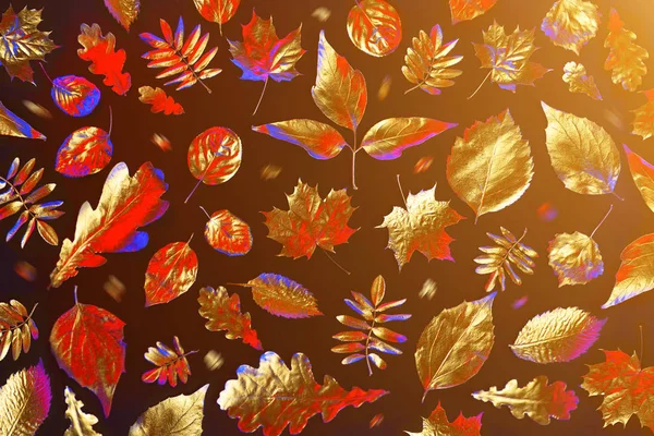 Åben sammensætning af forskellige gyldne efterårsblade i neonlys på sort baggrund - Stock-foto