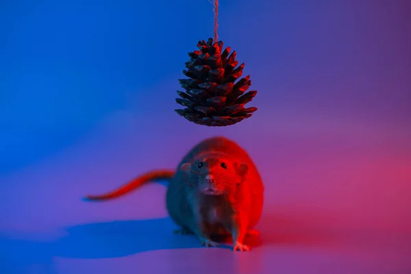 Symbole de rat décoratif de l'année et le cône du sapin de Noël en néon bleu — Photo