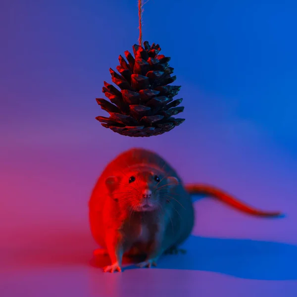 Dekorativa råtta symbol för året och konen av julgran i blått neonljus — Stockfoto