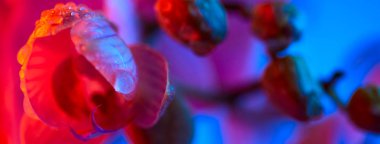 Açık mavi arka planda çiy damla yakın çekim ile narin pembe orkide