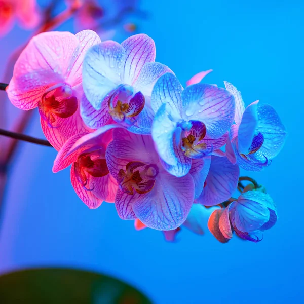 Delicate roze orchidee met dauw druppels close-up op licht blauwe achtergrond — Stockfoto