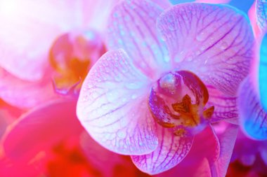 Açık mavi arka planda çiy damla yakın çekim ile narin pembe orkide